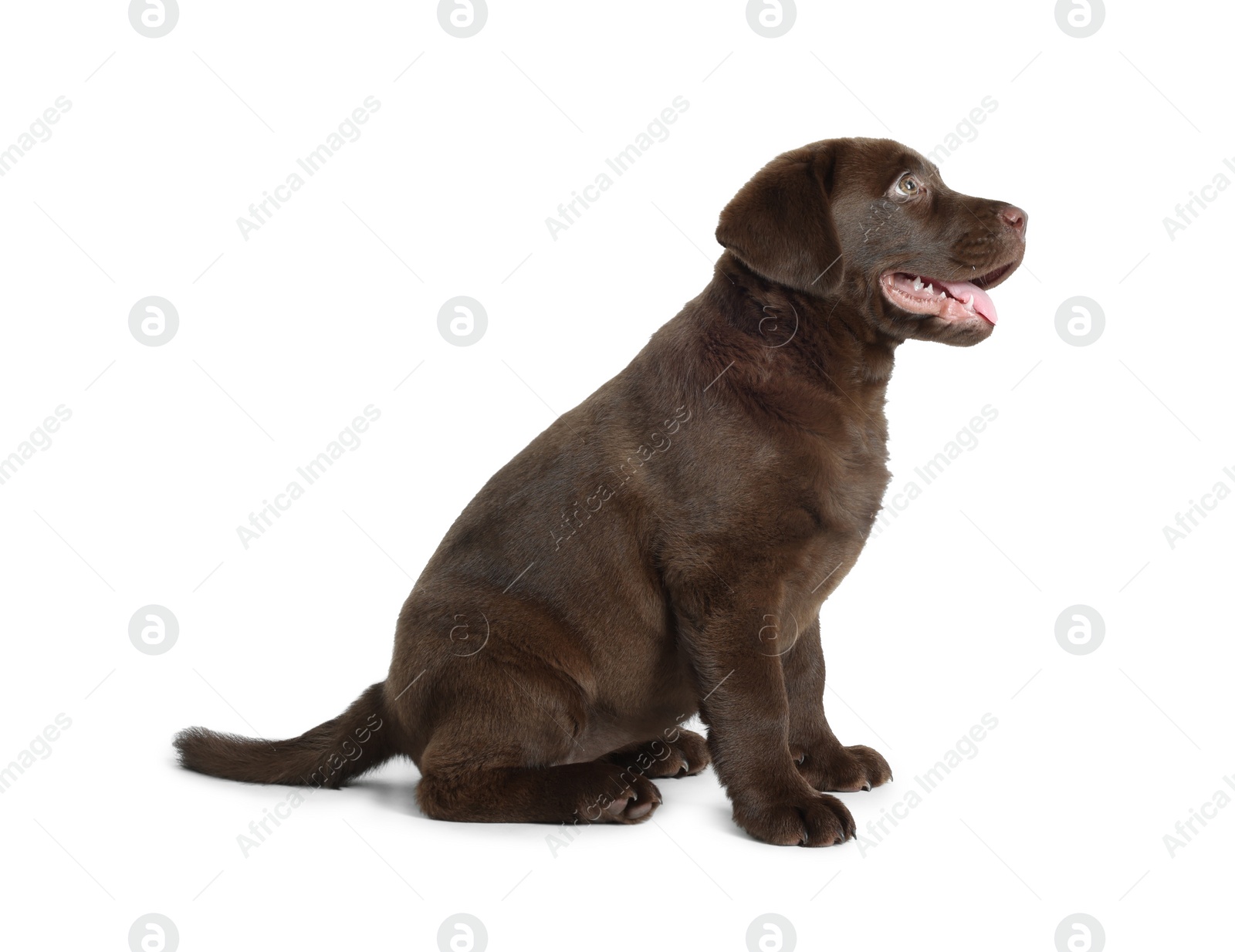 Cute chocolate Labrador Retriever puppy on white background Photo of Cute chocolate Labrador Retriever puppy on white background