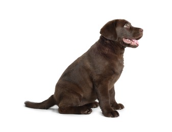 Photo of Cute chocolate Labrador Retriever puppy on white background