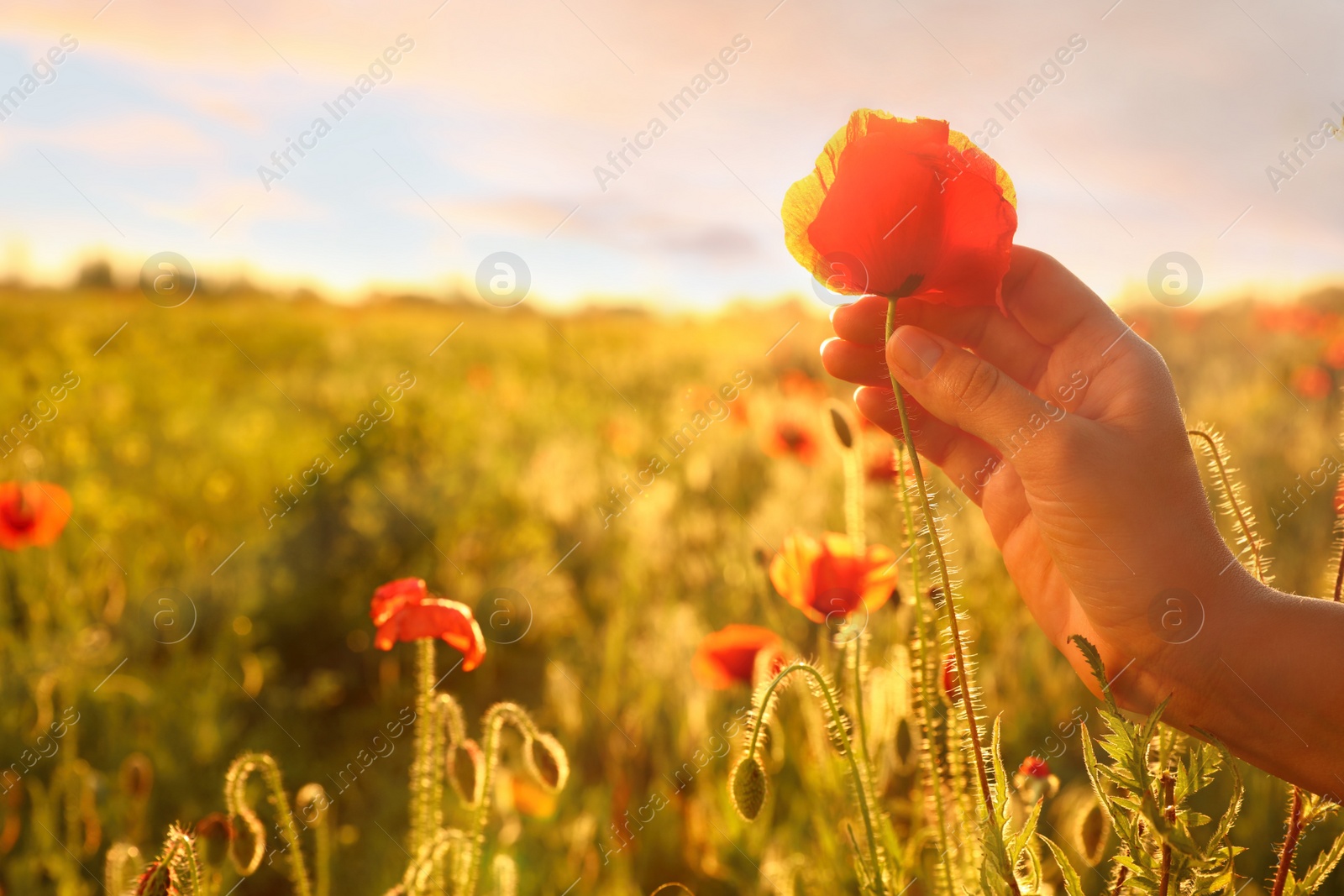 Photo of Woman with red poppy flower in field at sunset, closeup. Space for text