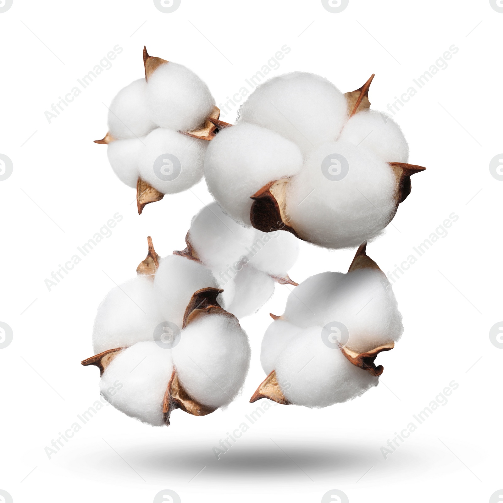 Image of Beautiful cotton flowers falling on white background