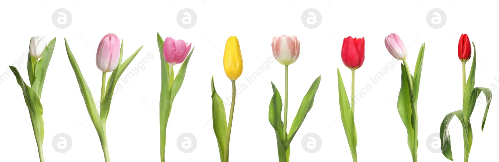 Image of Set of beautiful tulips in different colors isolated on white