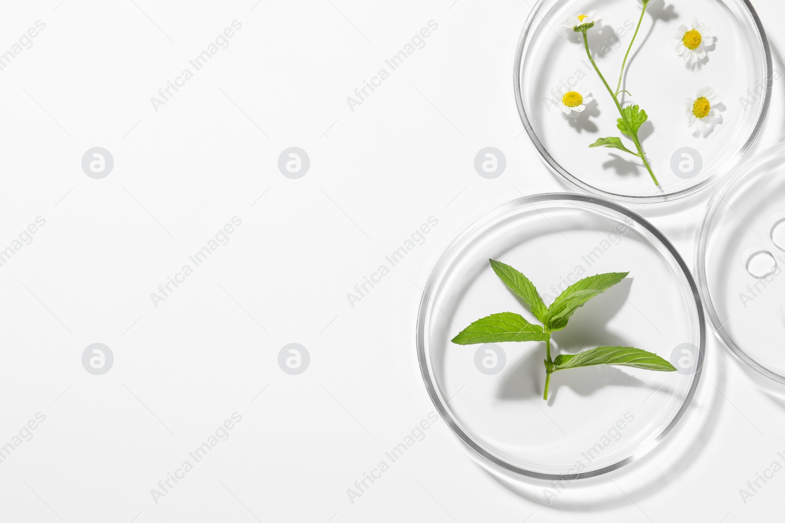 Photo of Petri dishes with different plants and cosmetic product on white background, top view. Space for text