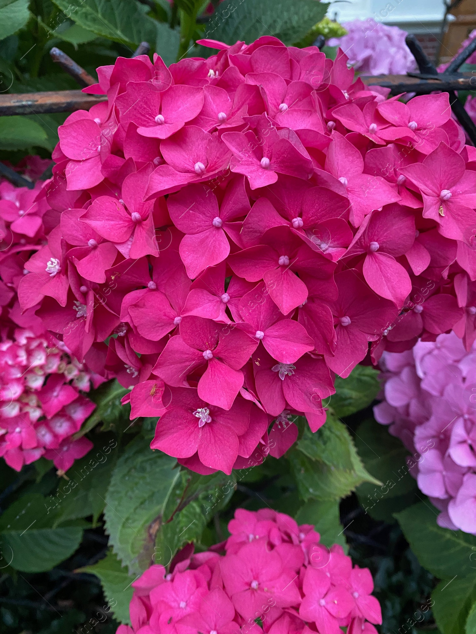 Photo of Beautiful blooming hydrangea bush with pink flowers