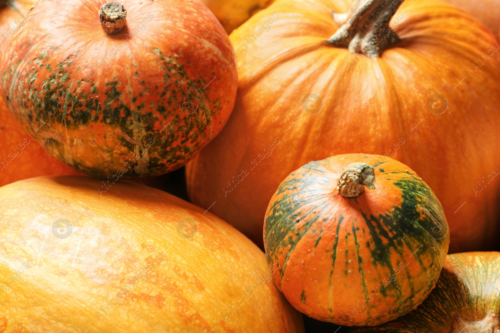 Photo of Different pumpkins as background, closeup. Autumn holidays