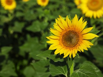 Beautiful sunflower growing in field on sunny day, space for text