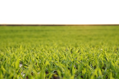 Photo of Beautiful view of fresh green grass outdoors, closeup