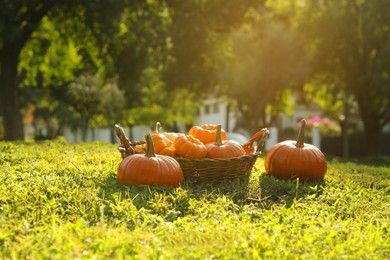 Fresh ripe orange pumpkins on green grass