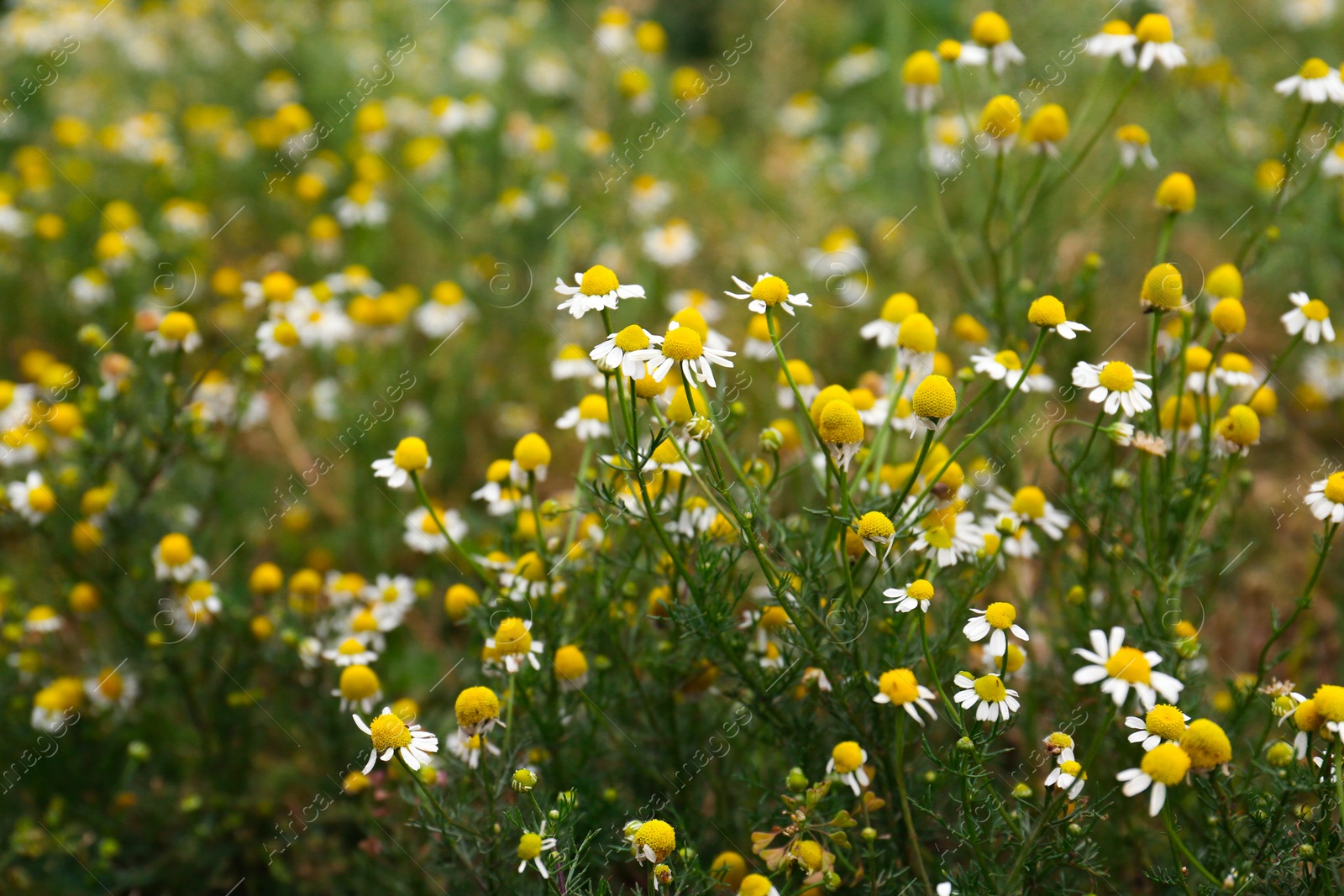 Photo of Many beautiful chamomile flowers growing in field, closeup