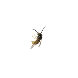 Photo of Beautiful wasp on white background. Wild insect