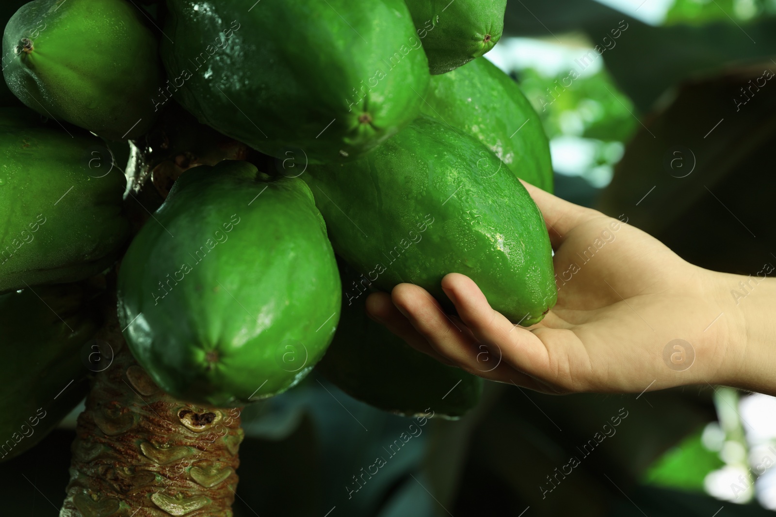 Photo of Woman picking unripe papaya from tree outdoors, closeup