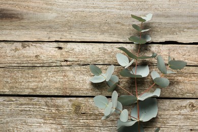 Photo of Eucalyptus branch with fresh green leaves on wooden table, top view. Space for text