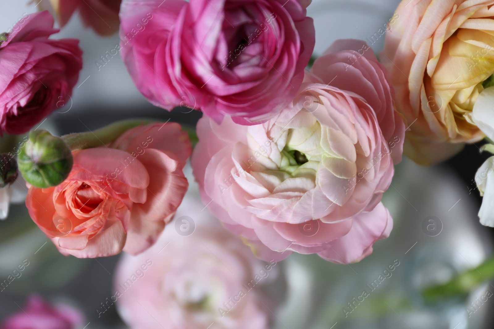 Photo of Beautiful colorful fresh ranunculus flowers, closeup view