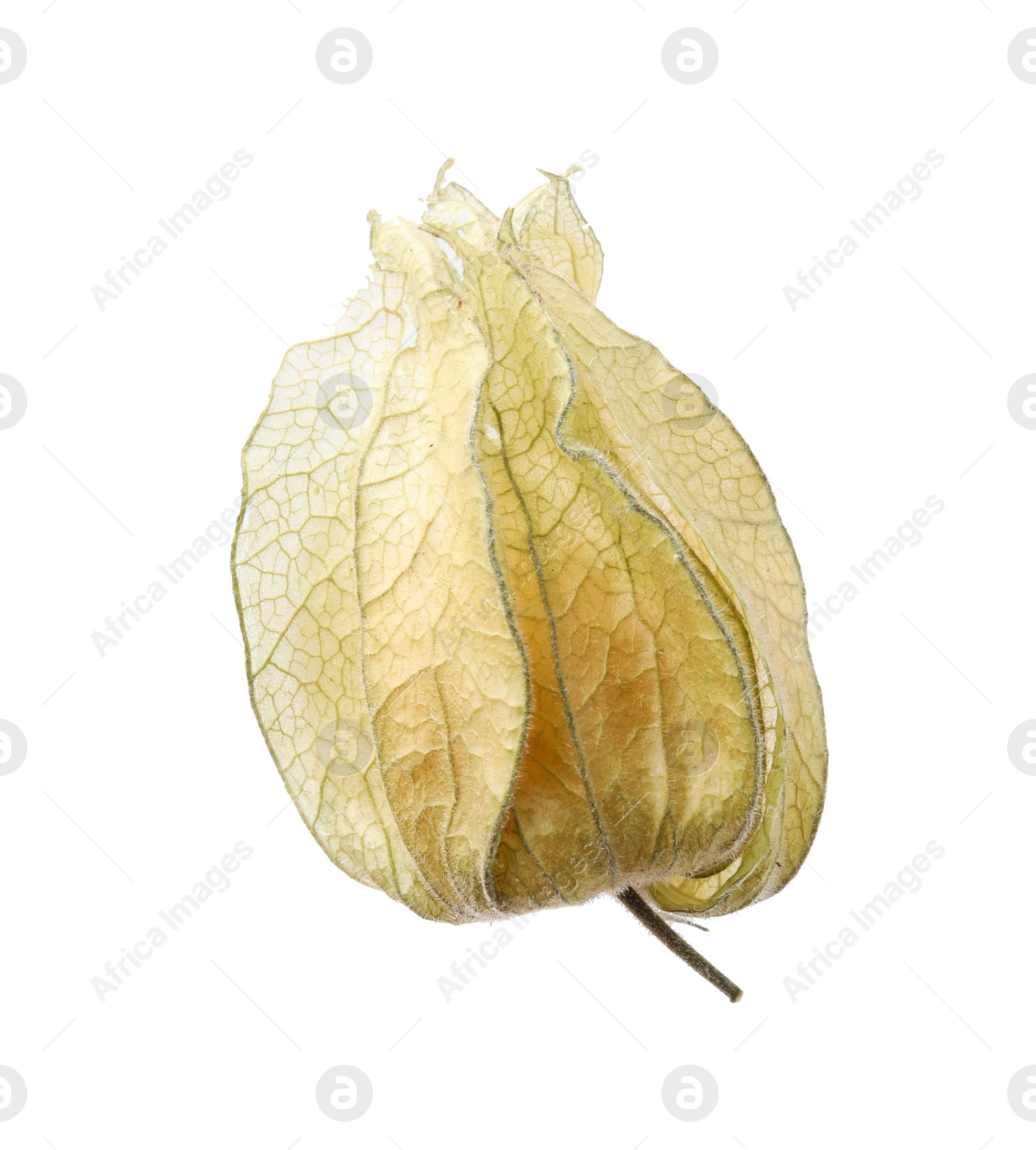 Photo of Ripe physalis fruit with calyx isolated on white