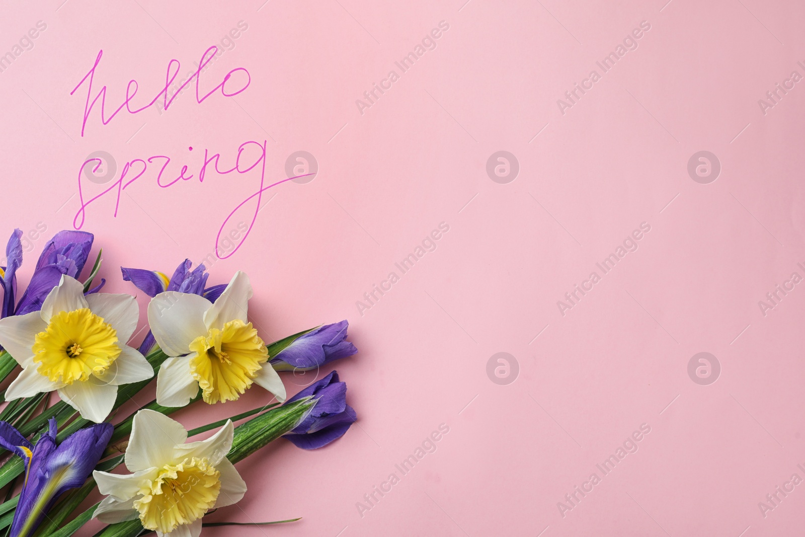 Photo of Words HELLO SPRING and fresh flowers on pink background, flat lay. Space for text