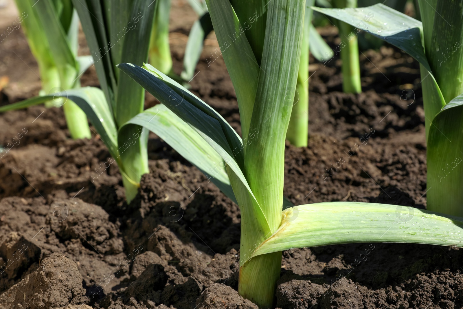 Photo of Fresh green leek growing in field on sunny day, closeup