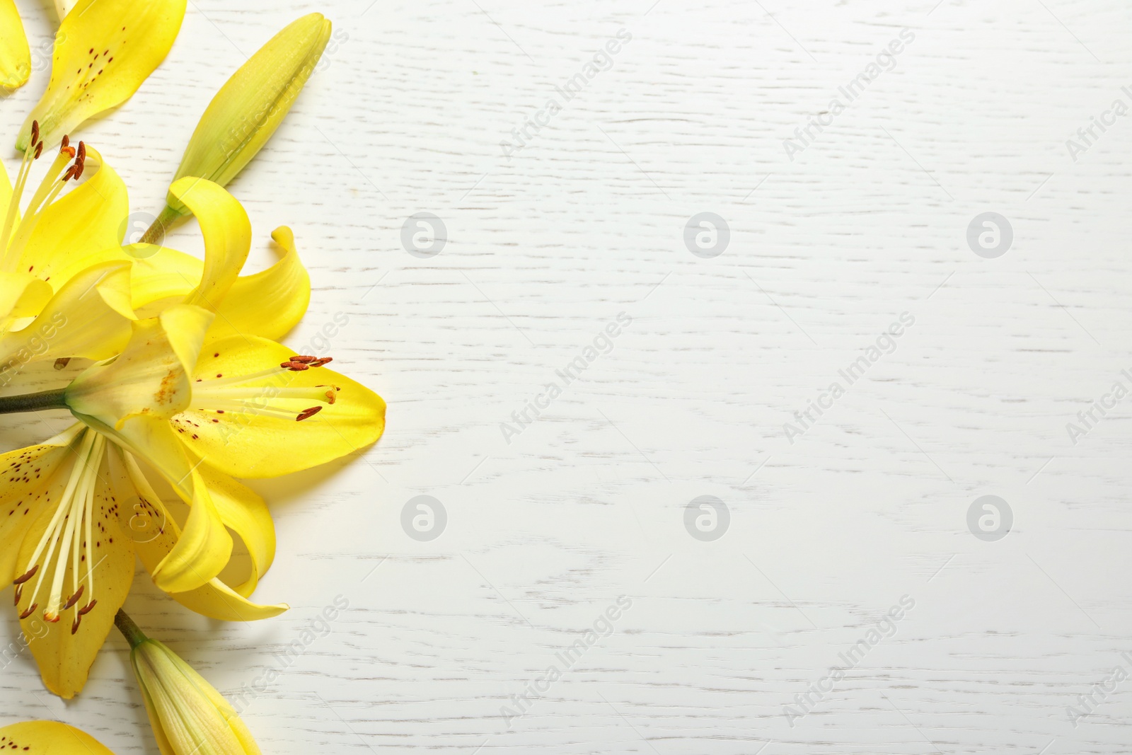 Photo of Composition with beautiful blooming lily flowers on light background