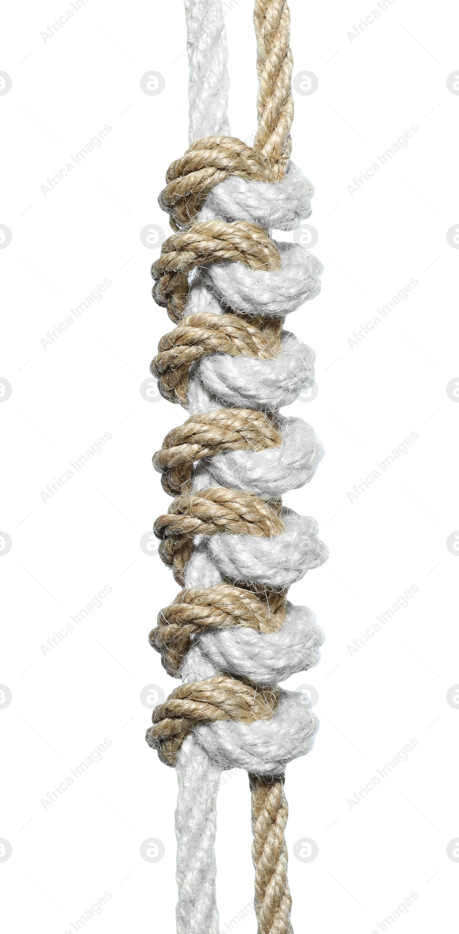 Photo of Two braided hemp ropes isolated on white