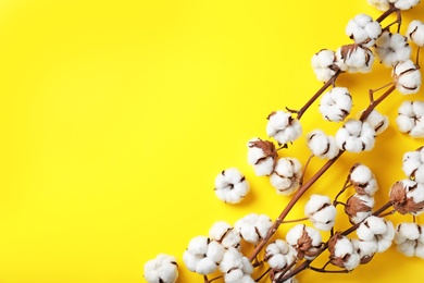 Photo of Fluffy cotton flowers on yellow background, top view. Space for text