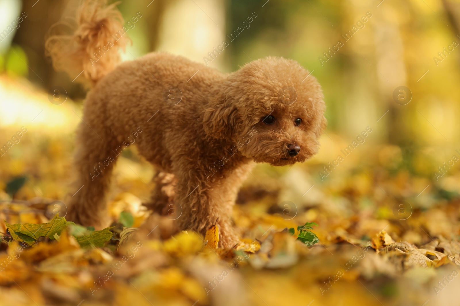 Photo of Cute Maltipoo dog in beautiful autumn park