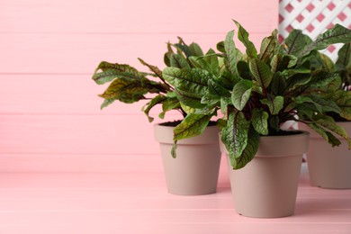 Sorrel plants in pots on pink wooden table. Space for text