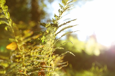 Photo of Fresh green fern leaves on blurred background. Tropical plant