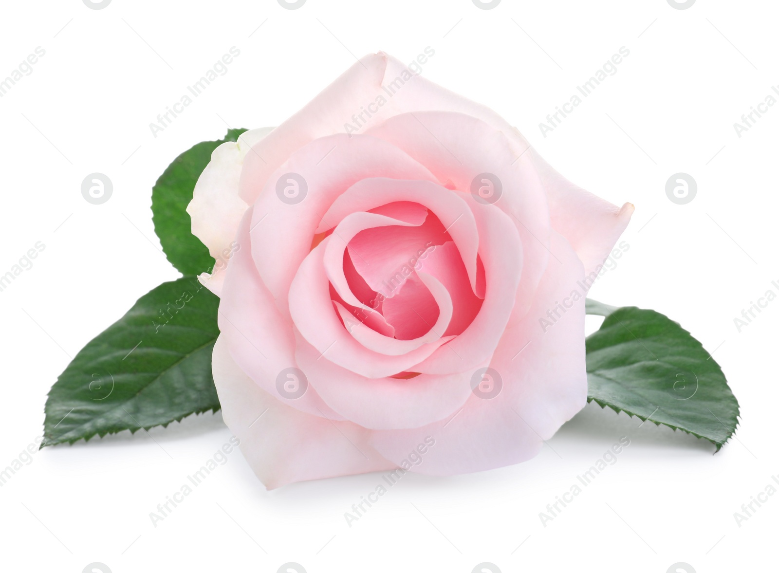 Photo of Blooming pink rose isolated on white. Beautiful flower