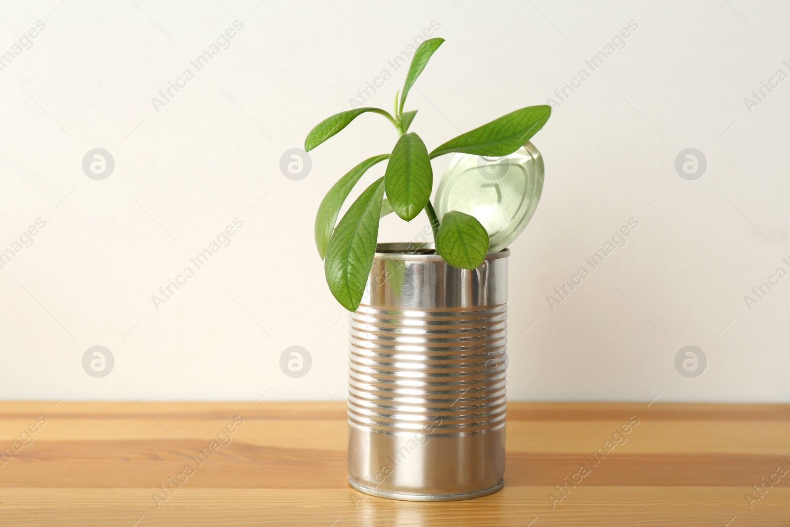 Photo of Organic houseplant in tin can on wooden table