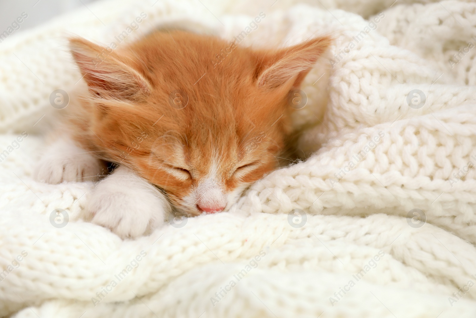 Photo of Cute little red kitten sleeping on white knitted blanket