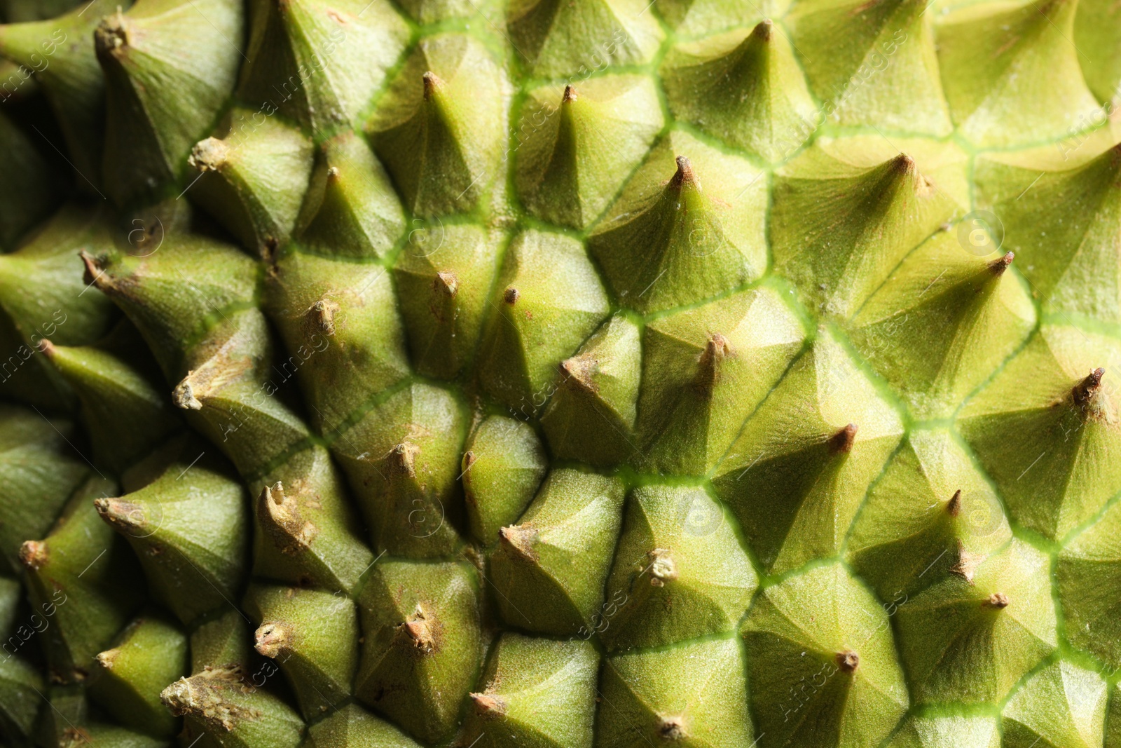 Photo of Closeup view of ripe durian as background