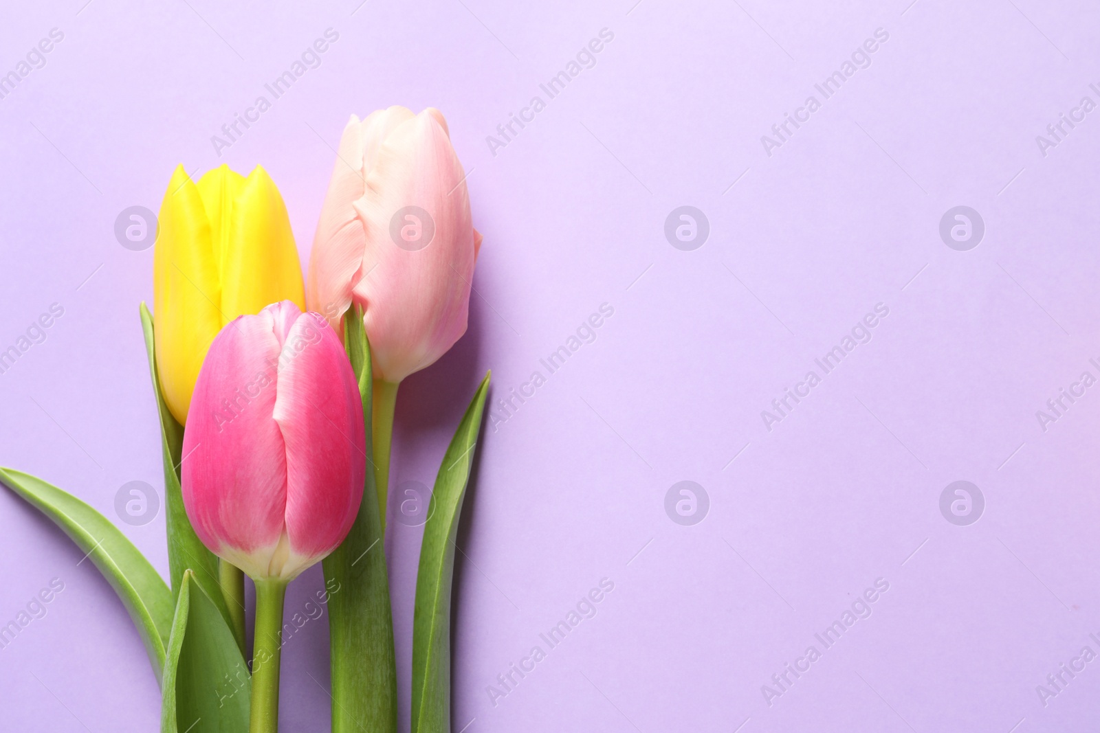 Photo of Beautiful spring tulips on color background, top view with space for text. International Women's Day