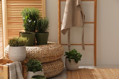 Photo of Different potted herbs in room. Interior design