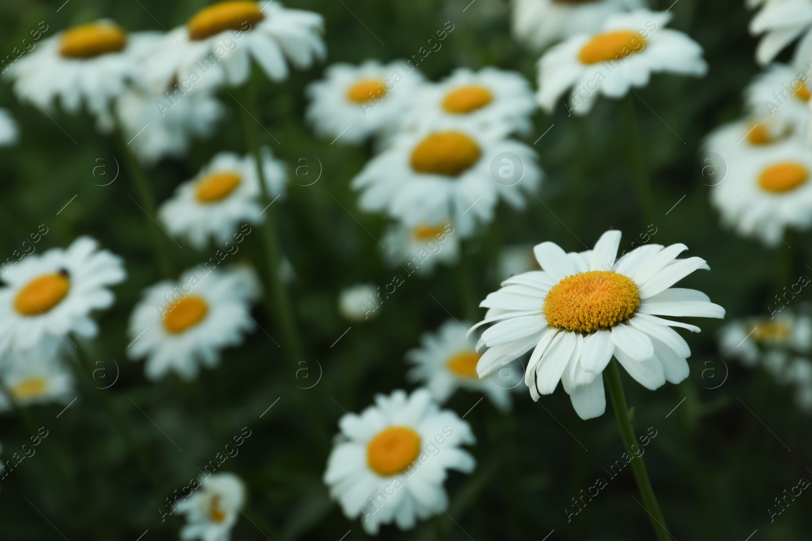 Photo of Beautiful chamomile flowers growing in field, closeup