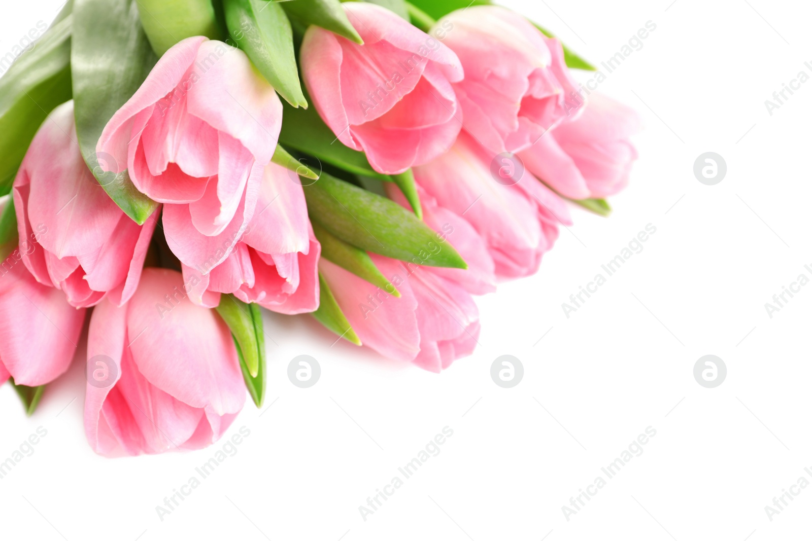 Photo of Beautiful spring tulips on white background. International Women's Day