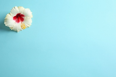 Photo of Beautiful tropical Hibiscus flower on color background with space for design, top view