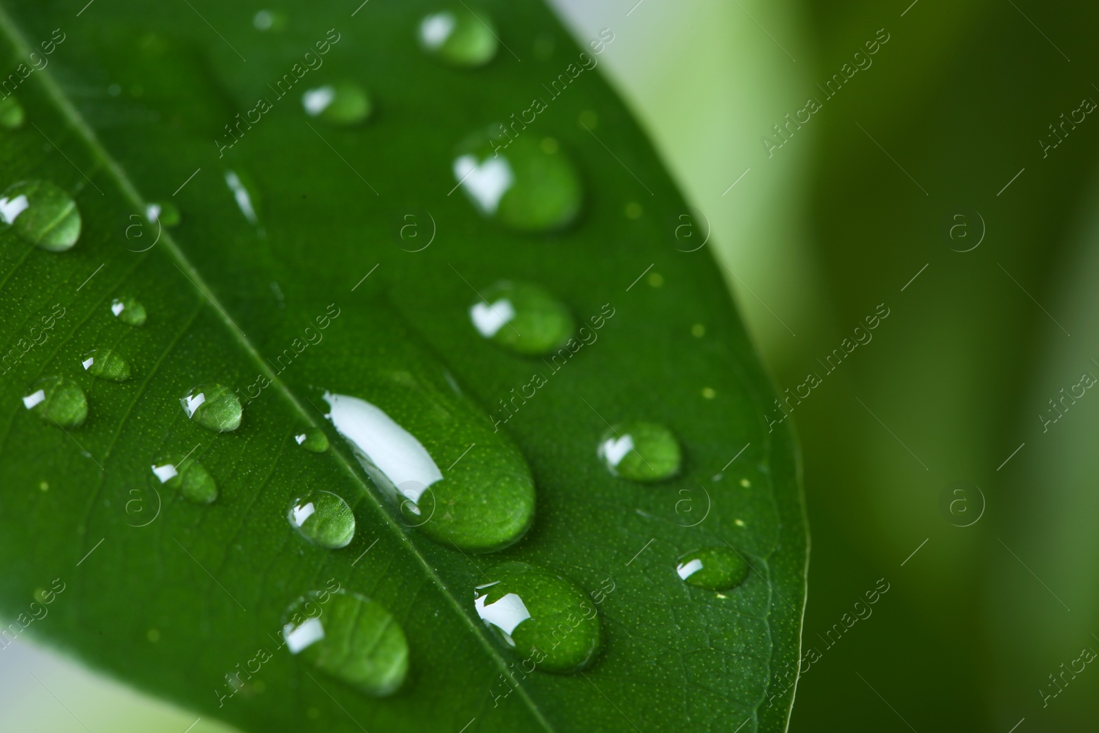 Photo of View of water drops on green leaf, closeup