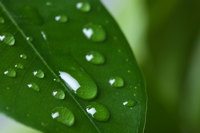 View of water drops on green leaf, closeup