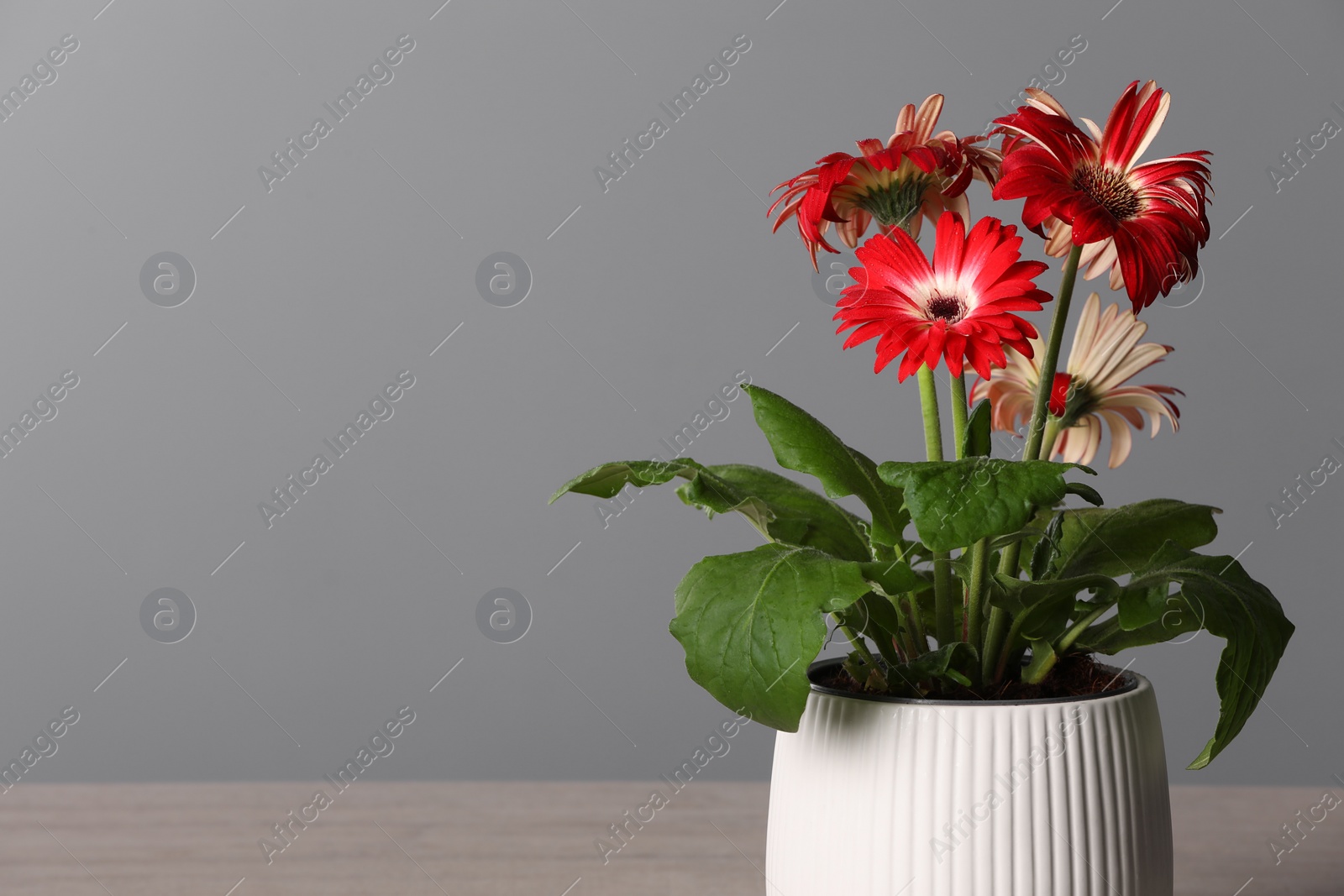 Photo of Beautiful gerbera flower in pot near grey wall, space for text