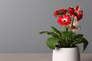 Beautiful gerbera flower in pot near grey wall, space for text