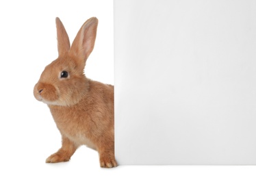 Cute bunny isolated on white. Easter symbol