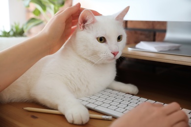 Photo of Adorable white cat lying on keyboard and distracting owner from work, closeup