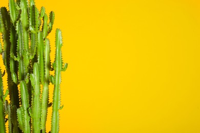 Beautiful cactus on yellow background, space for text. Tropical plant