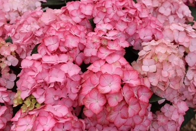 Photo of Beautiful pink hydrangea flowers as background, closeup