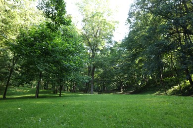 Beautiful lawn with fresh green grass among trees on sunny day, low angle view