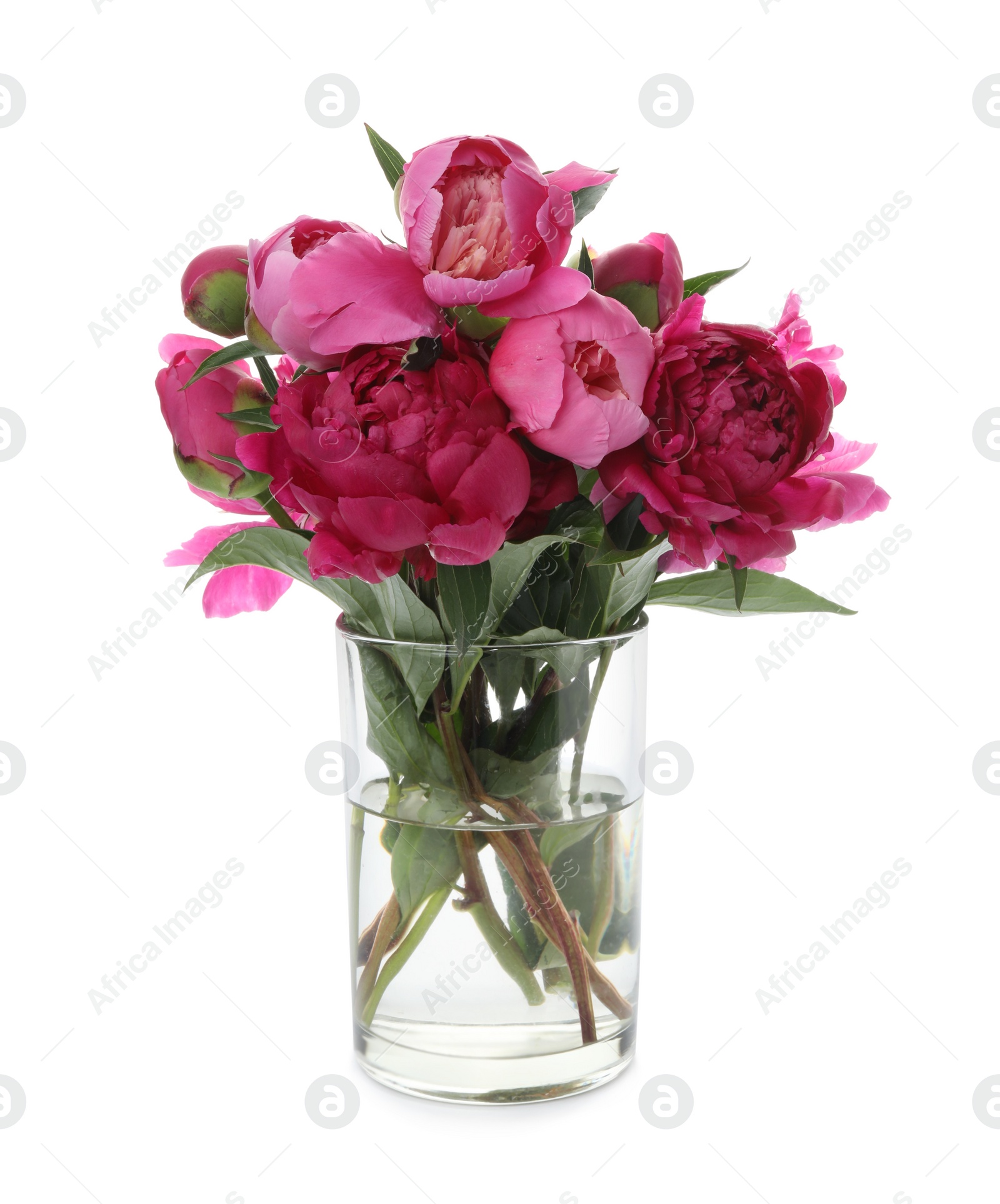 Photo of Beautiful peonies in vase isolated on white