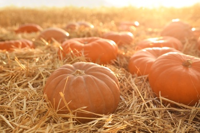 Ripe orange pumpkins among straw in field