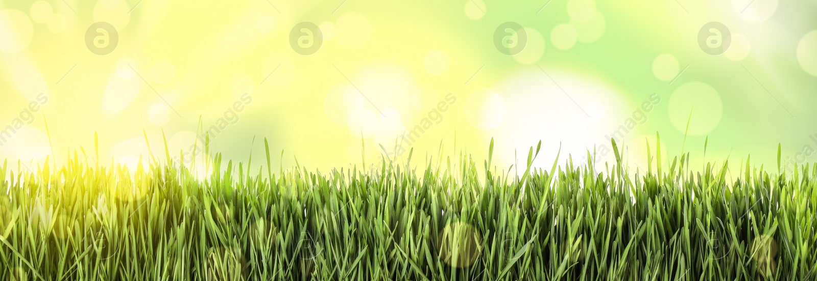 Image of Fresh green grass on sunny day. Spring season