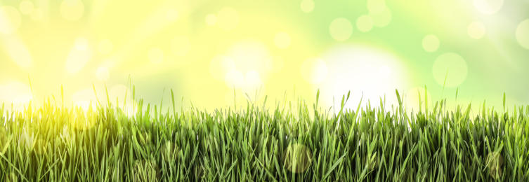 Image of Fresh green grass on sunny day. Spring season