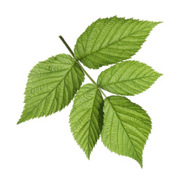 Photo of Fresh green raspberry leaves isolated on white