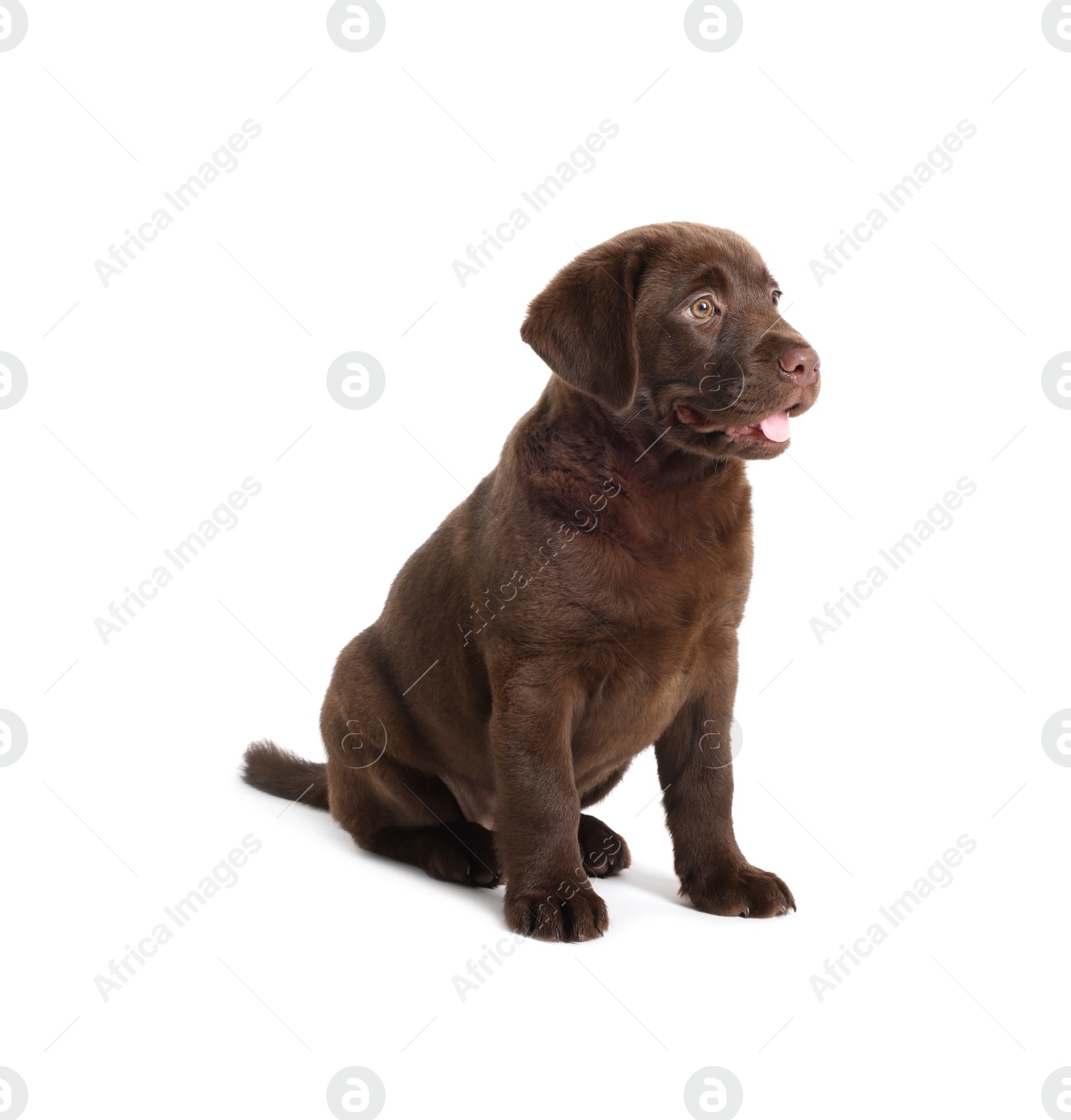 Cute chocolate Labrador Retriever puppy on white background Photo of Cute chocolate Labrador Retriever puppy on white background