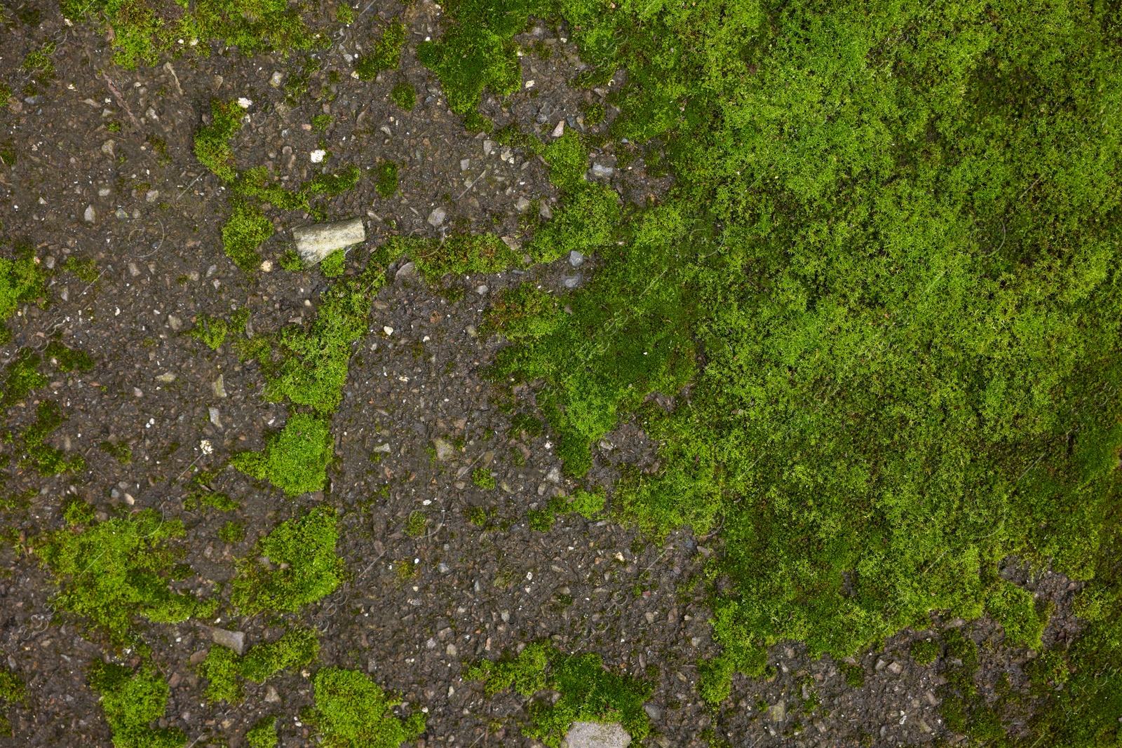 Photo of Textured surface with moss as background, top view